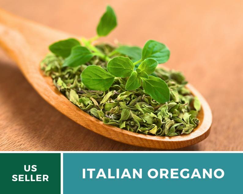 Oregano, Italian – 200 Seeds – Medicinal & Culinary Herb – Heirloom