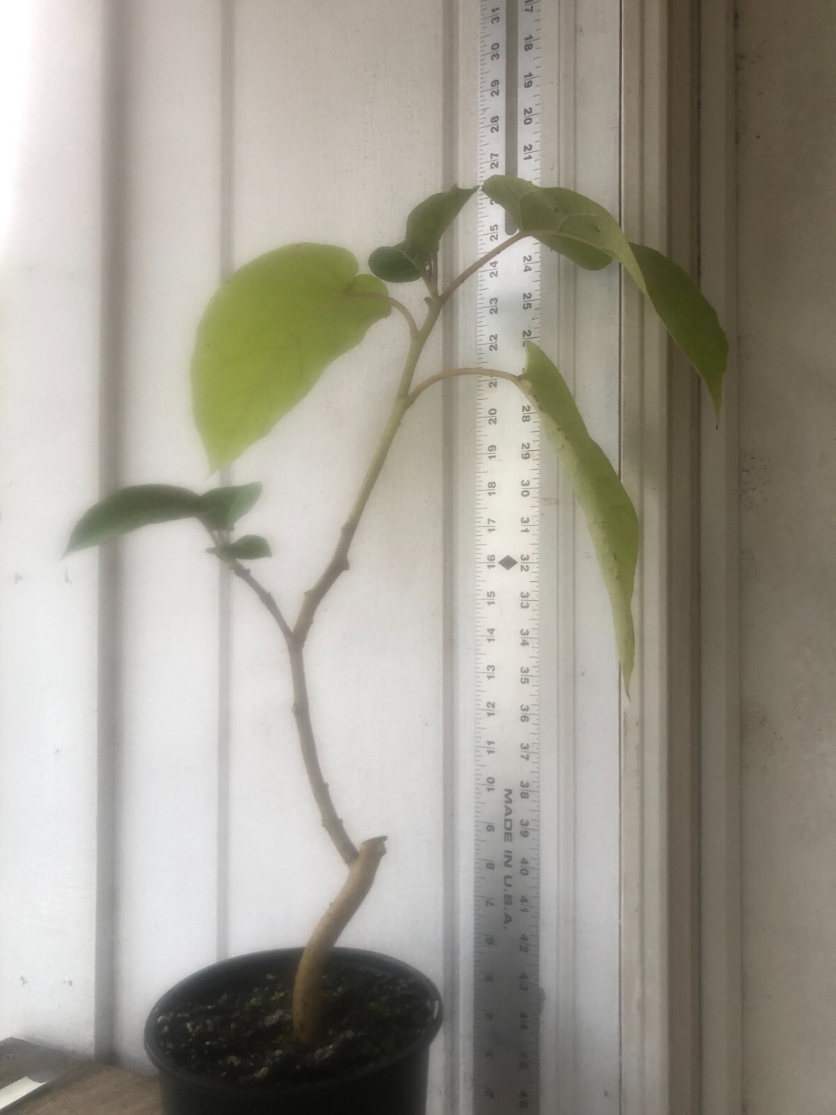 Cyphomandra betacea Tree tomato or tamarillo 10 seeds