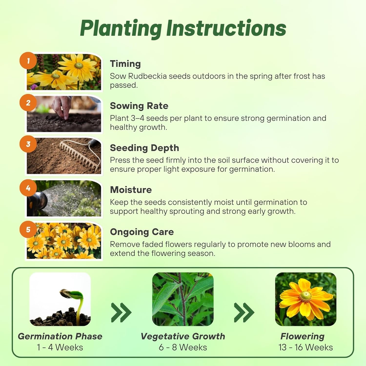 10000 Seeds Rudbeckia Hirta Drought Resistant Green Eyes Rudbeckia Flower Seed