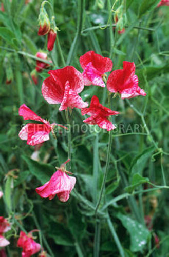 Lathyrus odoratus America 8 seeds