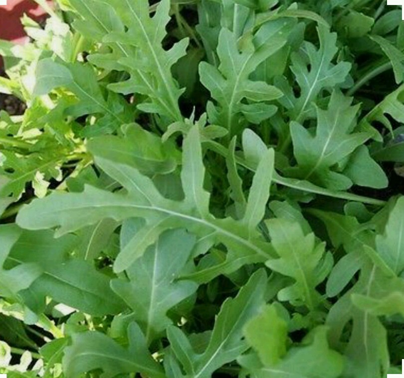 1500 ARUGULA SEEDS -NON-GMO-Open Pollinated-Organic.