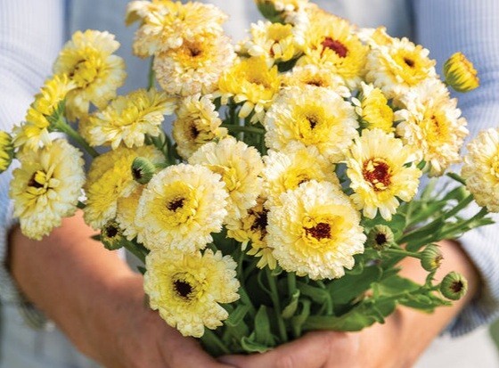 40 Calendula Mix seeds