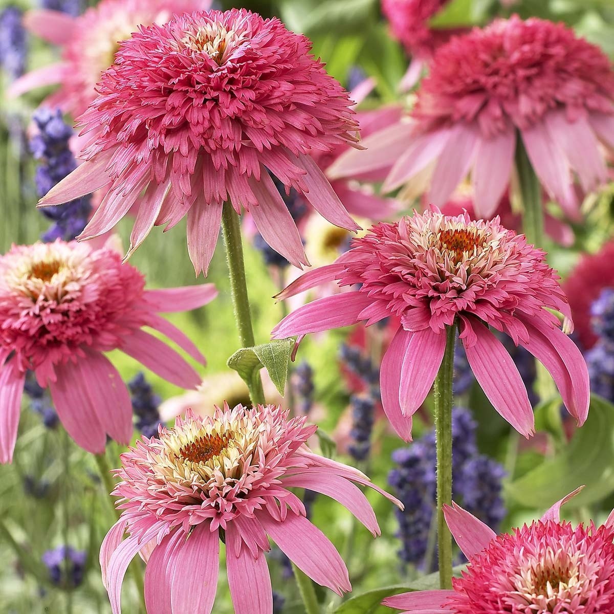 50 DBL Pink Green Coneflower Seeds Echinacea Perennial Flower Flowers US SELLER