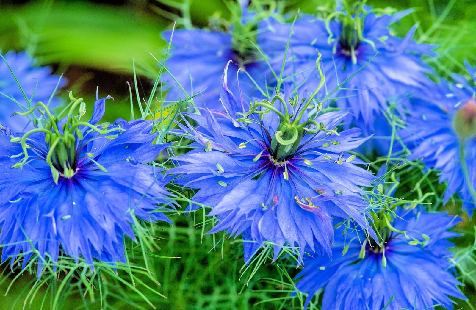 Love in a Mist Flower Seeds for Planting (500 Seeds) – Nigella damascena