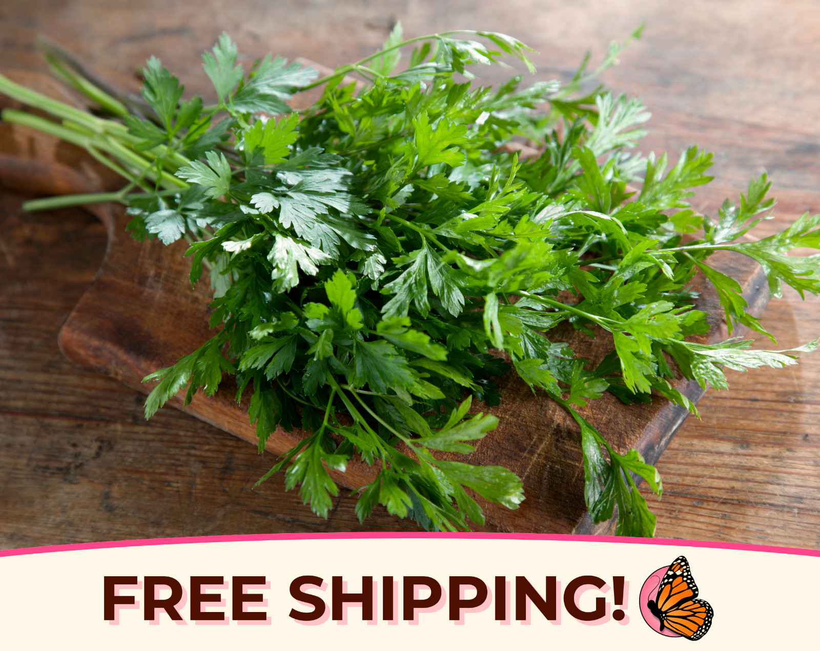3500+ Italian Parsley Seeds | Culinary Herb Garden Plant Seed Packet, USA