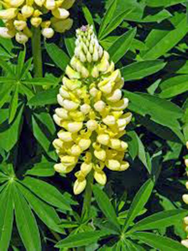 LUPINE, GOLDEN YELLOW, 100 SEEDS, BEAUTIFUL GOLDEN FLOWERS, SEED