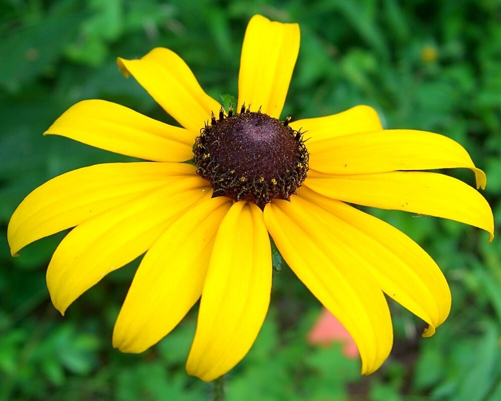Black-Eyed Susan, Rudbeckia Hirta, Heirloom Flower Seeds-Non GMO- 1,000 Seeds