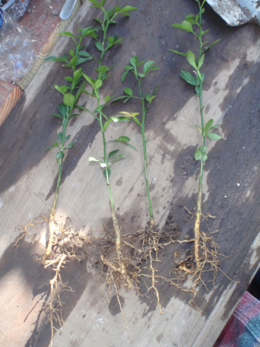 6-12″ tall Trifoliate Orange (Poncirus trifoliata) 1-2 year old plant