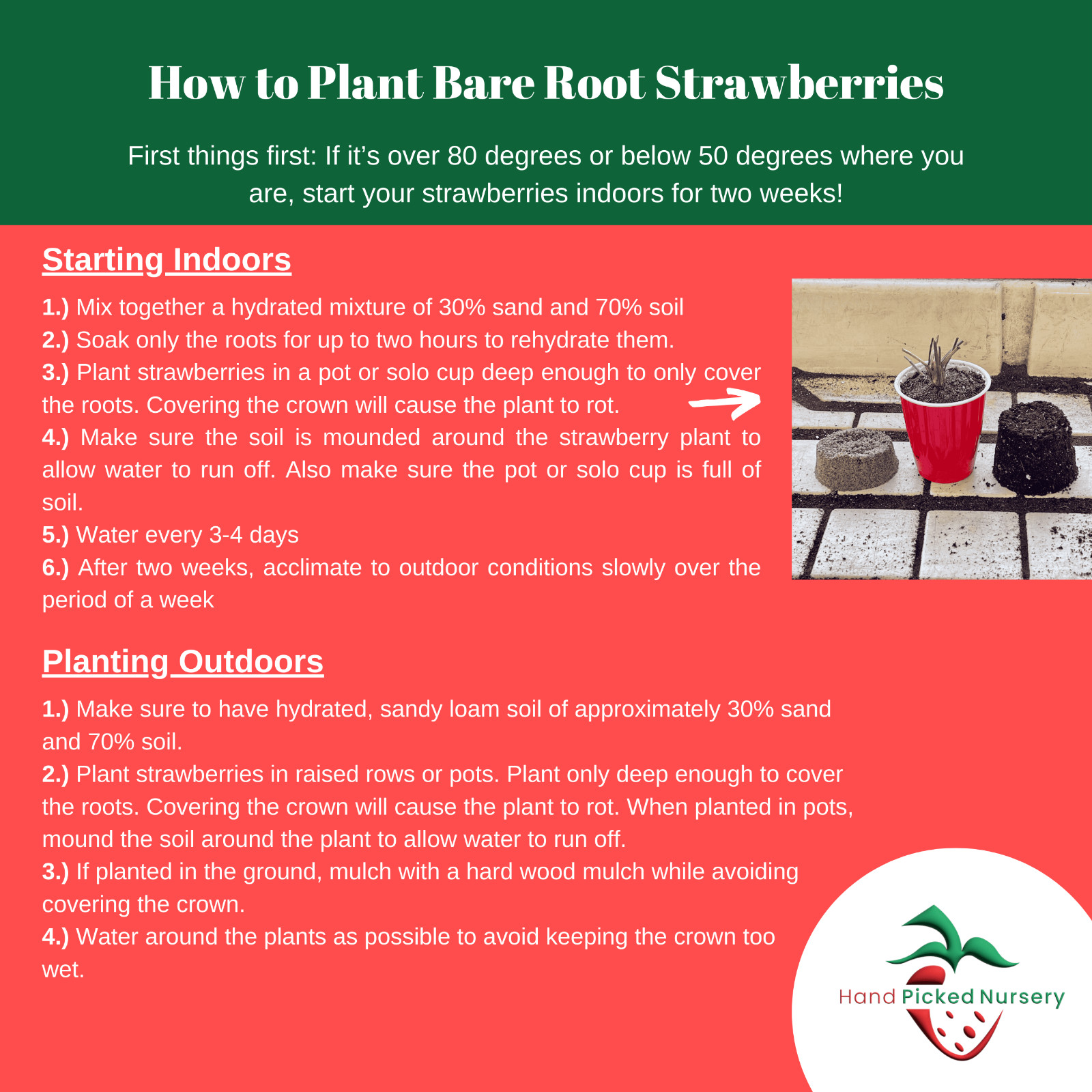 10 Honeoye Strawberry Fruit Plants – INCREDIBLY SWEET BERRY! – (Pack of 10 Bare