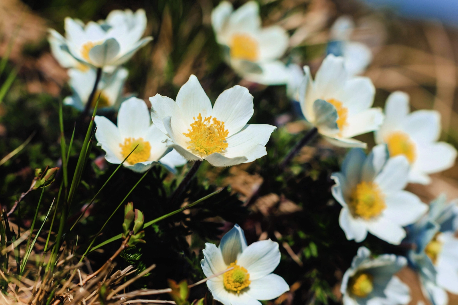 25 WHITE ANEMONE Pulsatilla Vulgaris Purple PASQUE FLOWER Seeds *Flat S/H