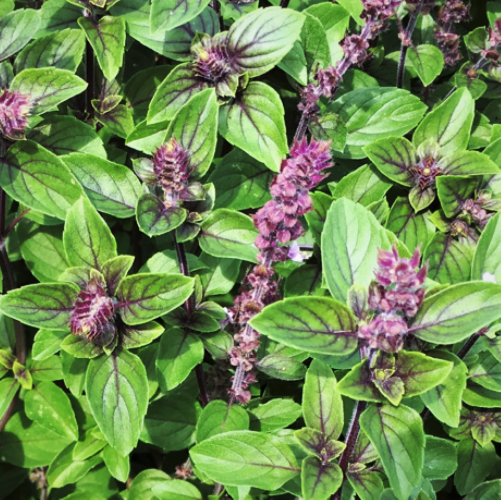Persian Basil Seeds |Reyhan Middle Eastern Herb Planting Seed 2024 Fast Shipping