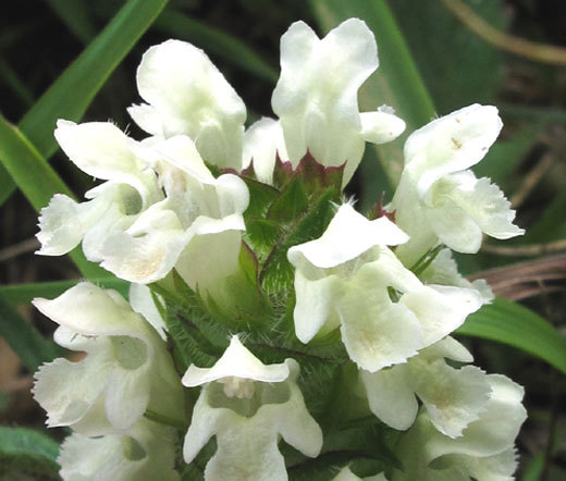 PRUNELLA SELF HEAL WHITE Prunella Grandiflora Alba – 125 Bulk Seeds