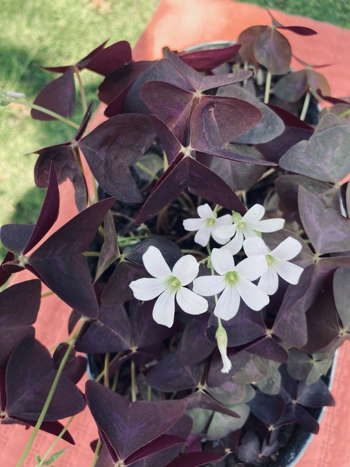 Oxalis Triangularis Purple shamrock rhizomes/bulbs