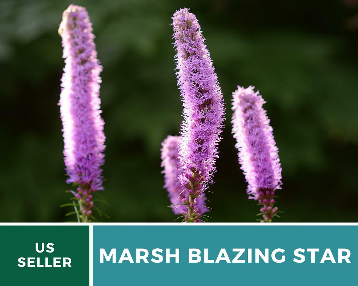 Blazing Star, Marsh – 150 Seeds, Heirloom Flower (Liatris spicata)