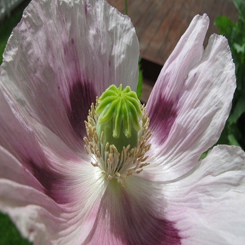 20,000+ Untreated, Organic Tasmanian Papever Somniferum Poppy Seeds for Planting