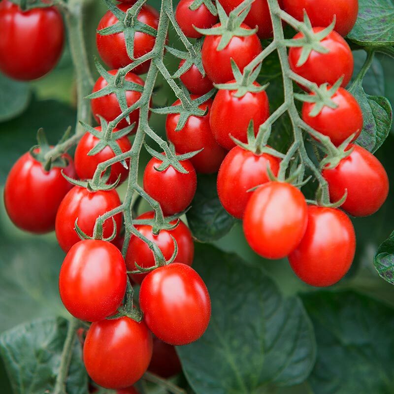 15 Organic Cherry Sugar Plum tomato Seeds, FREE SHIPPING