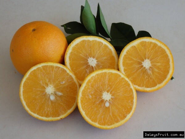 Hamlin Orange Tree, 1-2 feet tall, grafted, No Ship Az, Ca, Fl, La, Tx, Hi, Ak