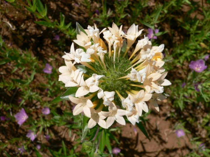 200 Phlox Large Flowered Collomia grandiflora Flower Seeds
