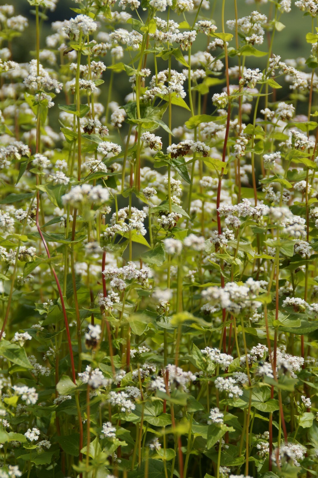 Buckwheat seeds Ancient Grain Grow your own Flour! 100 Seed Starter Pack