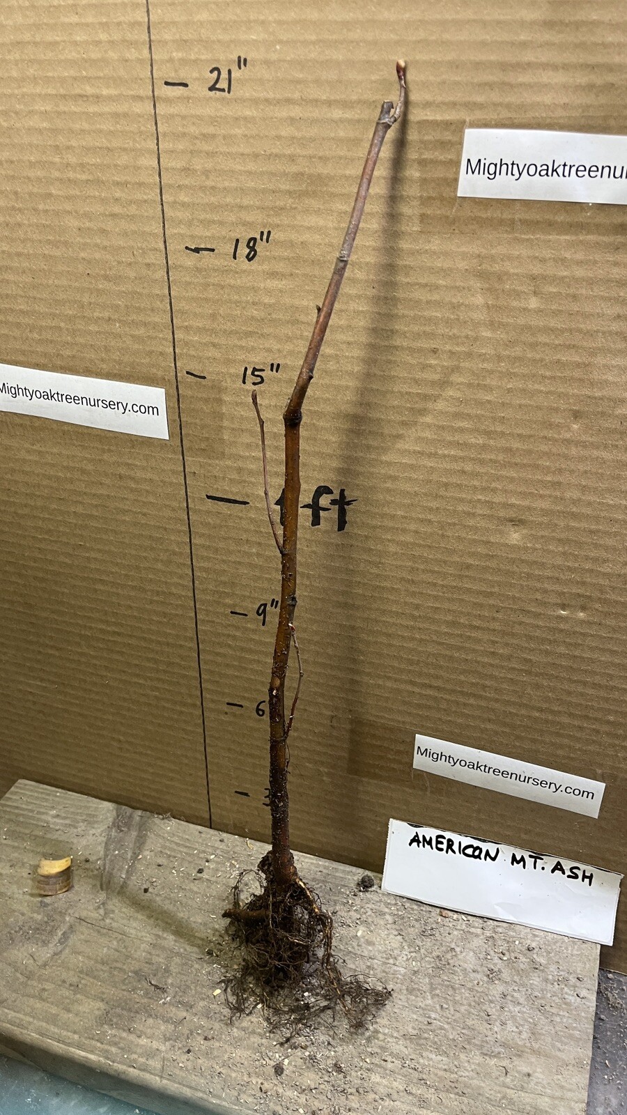 American Mountain Ash (Sorbus americana) 2-3 year old tree/seedling bare root
