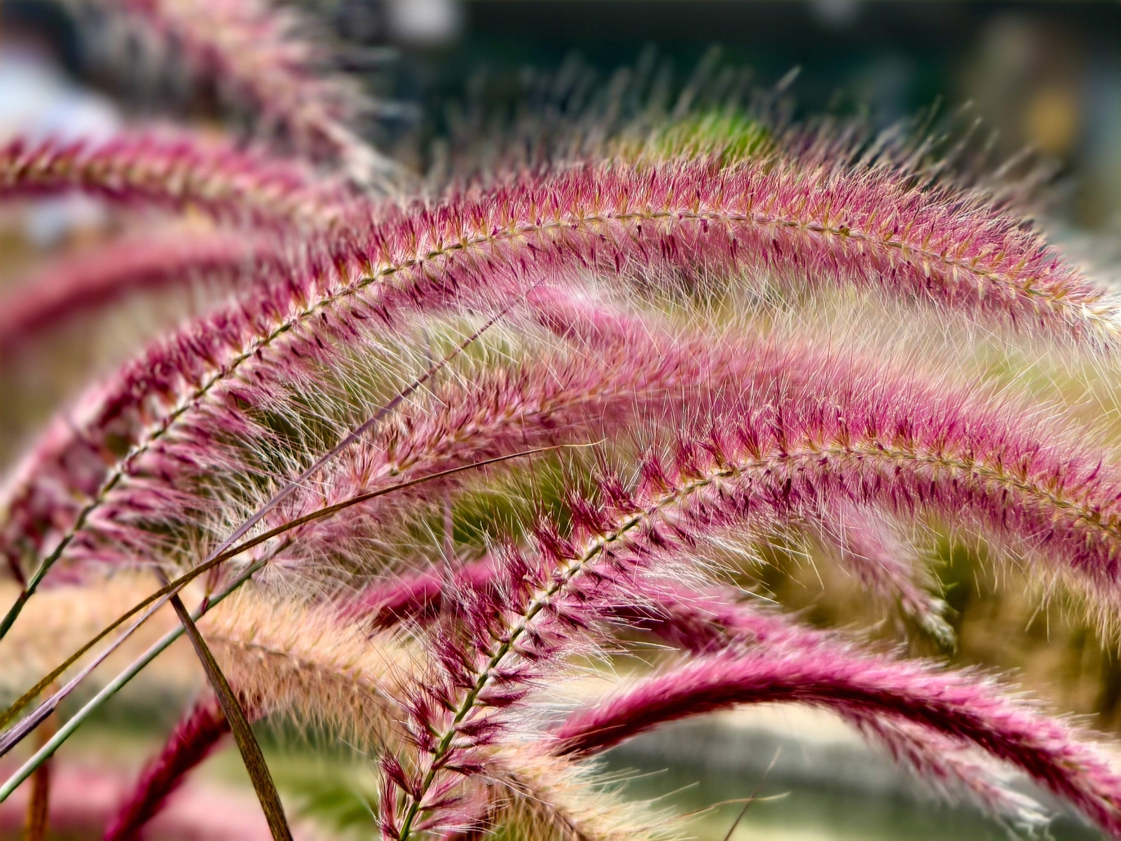 25 Dwarf Purple CHINESE FOUNTAIN GRASS Pennisetum Alopecuroides Hardy Ornamental
