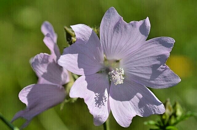 WHITE MUSK MALLOW 102 SEEDS, MALVA MOSCHATA ALBA, USA SELLR, EZ TO GROW