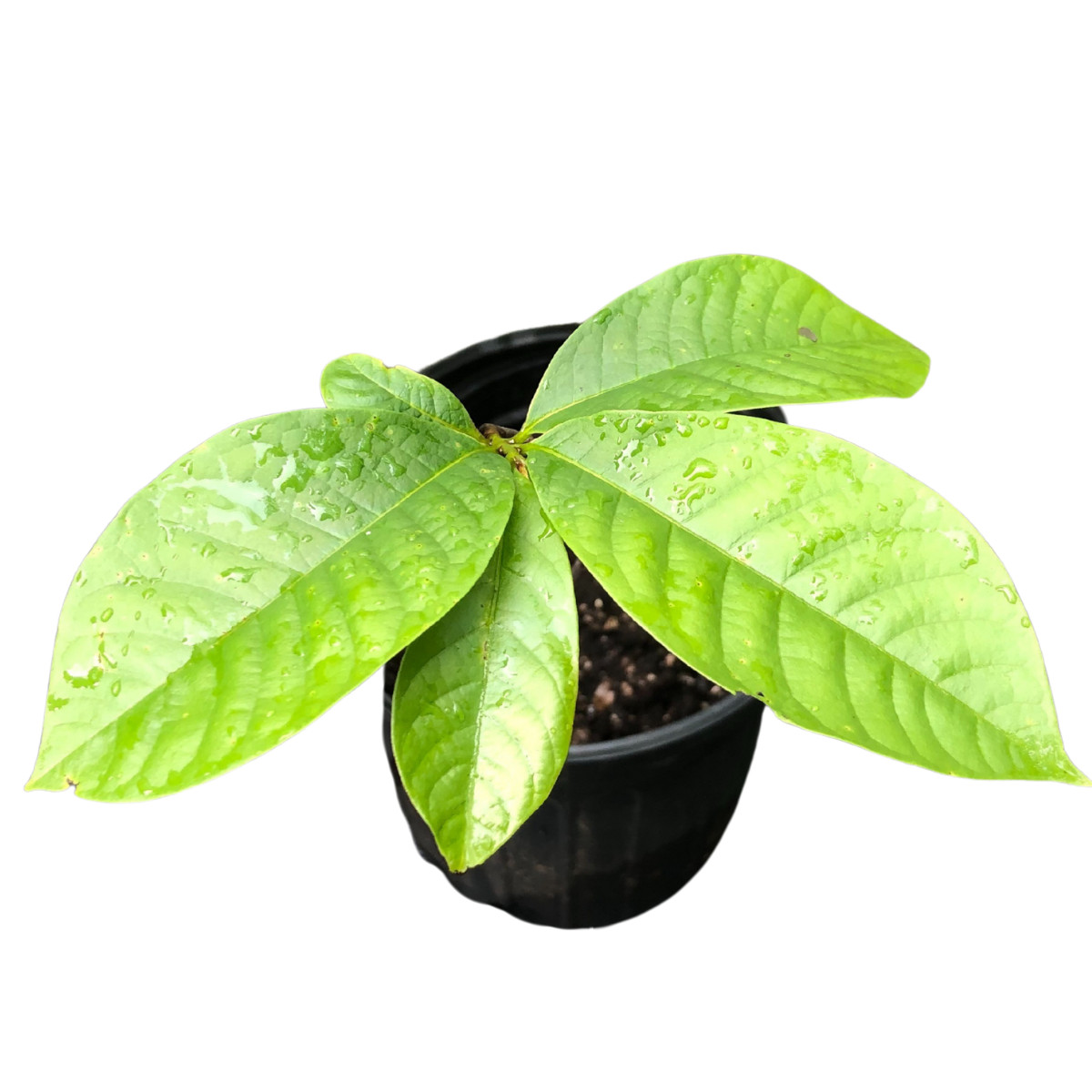 Pawpaw (Asimina triloba) 5 Seeds (10 grams) by Smoke Camp Crafts