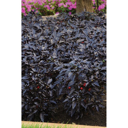 Black Pearl Ornamental Pepper 10 Seeds Free Shipping!