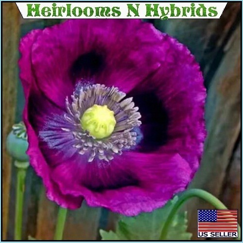 2,500 Authentic Heirloom Lauren’s Grape Non-GMO Papavaer Somniferum Poppy Seeds