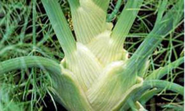 FENNEL SEED, FLORENCE FENNEL, HEIRLOOM, NON GMO, 100 SEEDS, FENEL