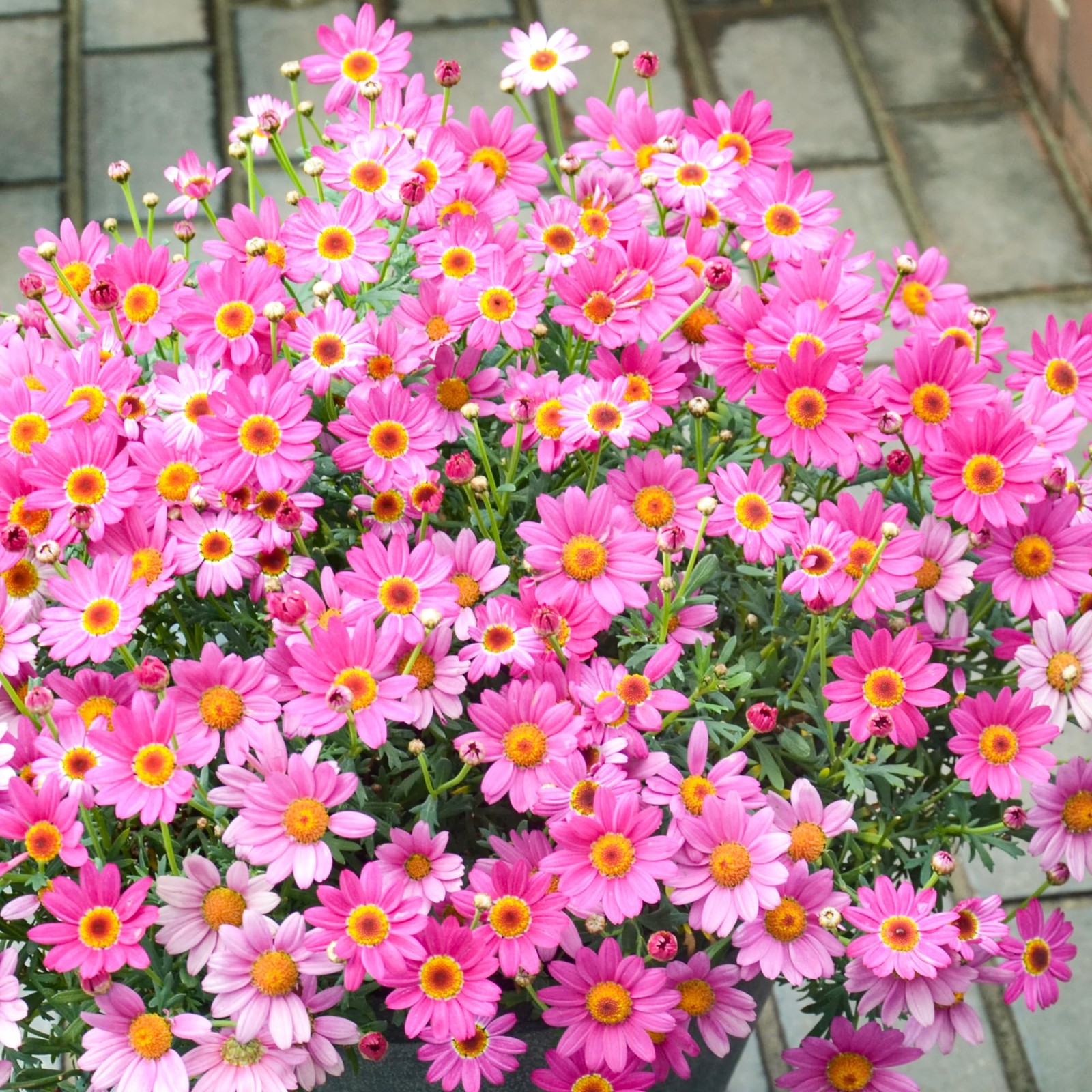 1000 PCS Pyrethrum Seeds Tanacetum Chrysanthemum Garden Flower Planting
