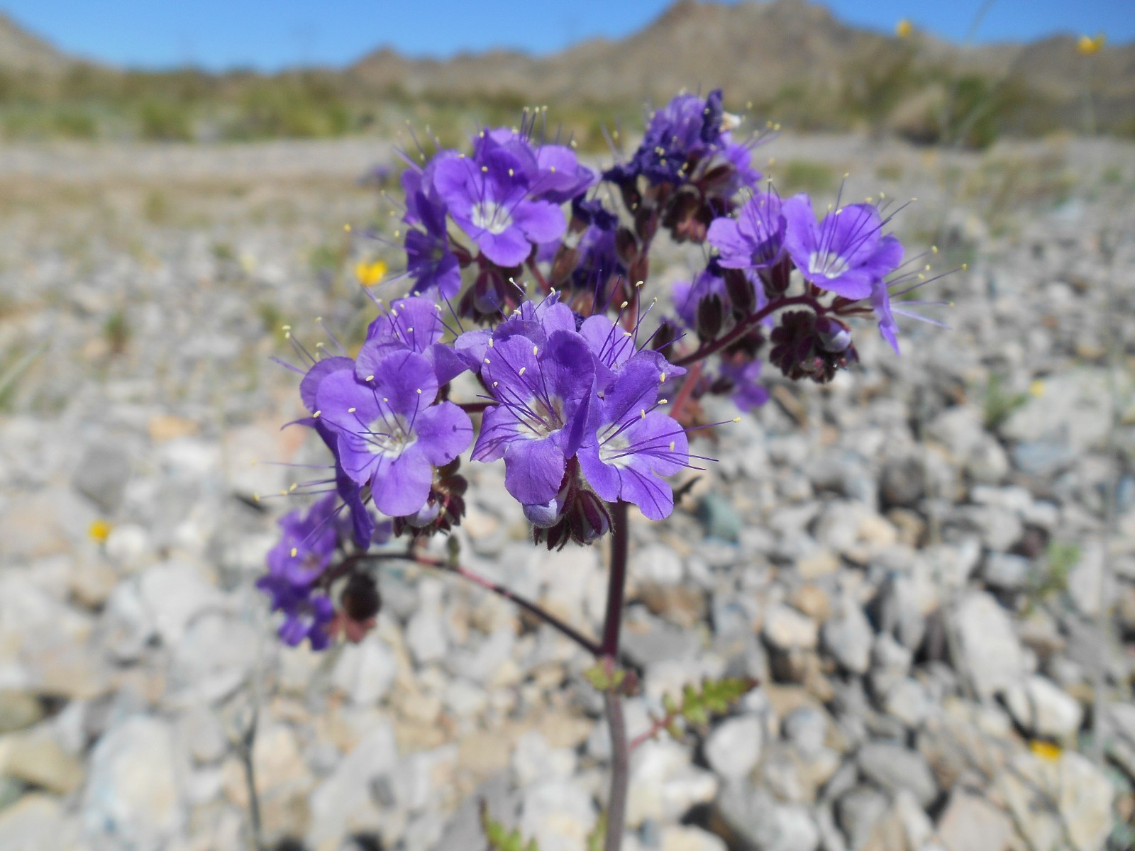 Cleftleaf Wild Heliotrope Seeds For Drought Tolerant Landscape California Native