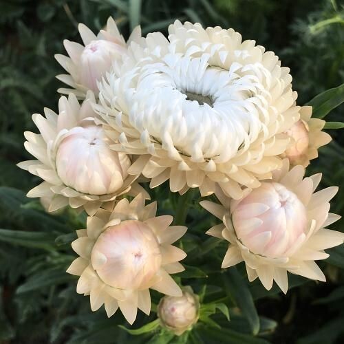 Strawflower Variety: 5 Individual Packs of 100+ Seeds