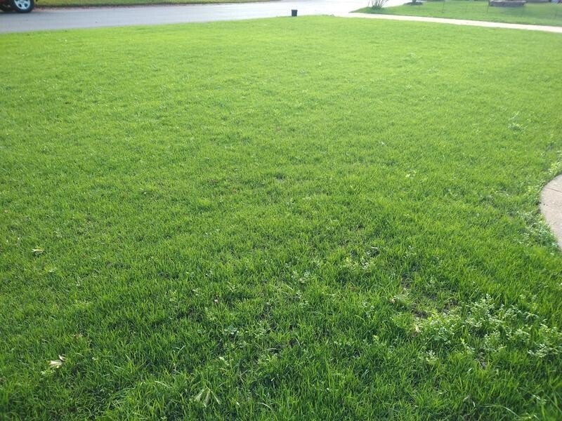 Barenbrug Athletic Field Mix Grass Seed Mixture Turf Sense 25 lbs. 5,000 sq. ft.