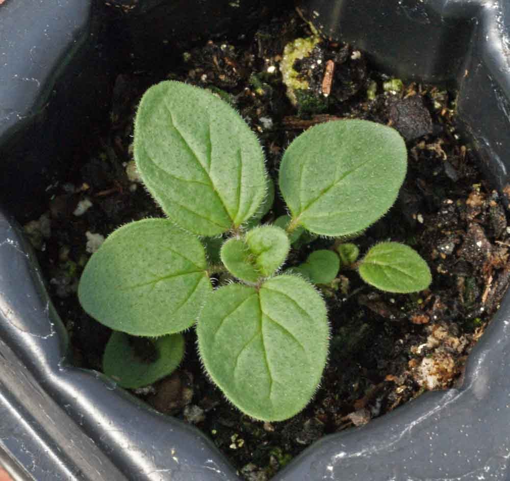 Common Oregano Seeds Heirloom Non-GMO Free Shipping