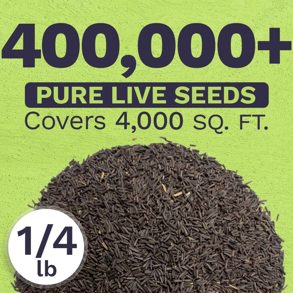 Black Eyed Susan – Bulk Quarter Pound Bag – over 400,000 Open Pollinated Non-Gm