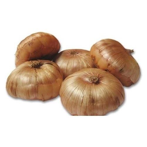 10 Gladiolus Flower Bulbs-Spectacular Rainbow Mix(Pack of 10 Lrg Bulbs)Zone 3-10