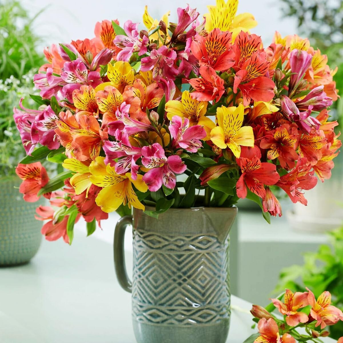 Mixed Color Alstroemeria Seeds30PCS Perennial Peruvian Lily Flower Seeds Outdoor