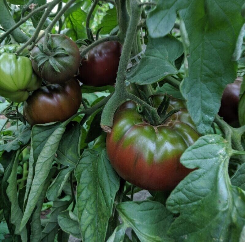 60+ Russian Black Krim Tomato Seeds – NON GMO – ORGANIC – HEIRLOOM — FRESH