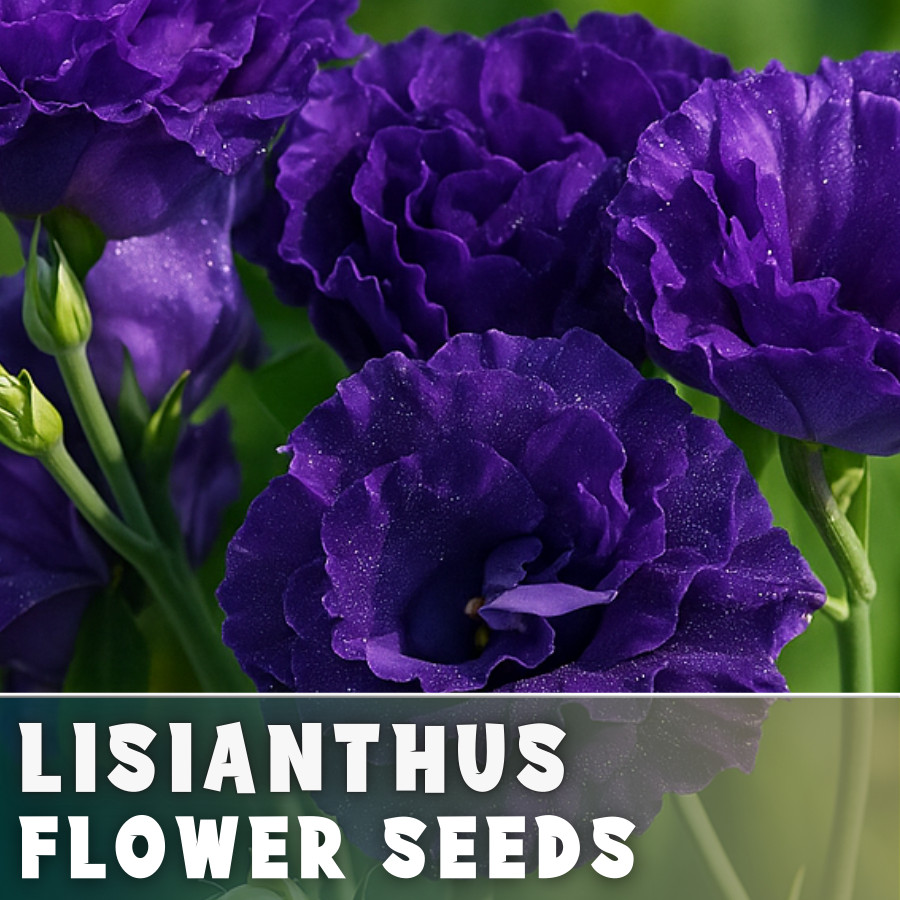 Bluehaven Lisianthus Seeds – 100 Seeds Garden Bloom Flower Seed Non Gmo