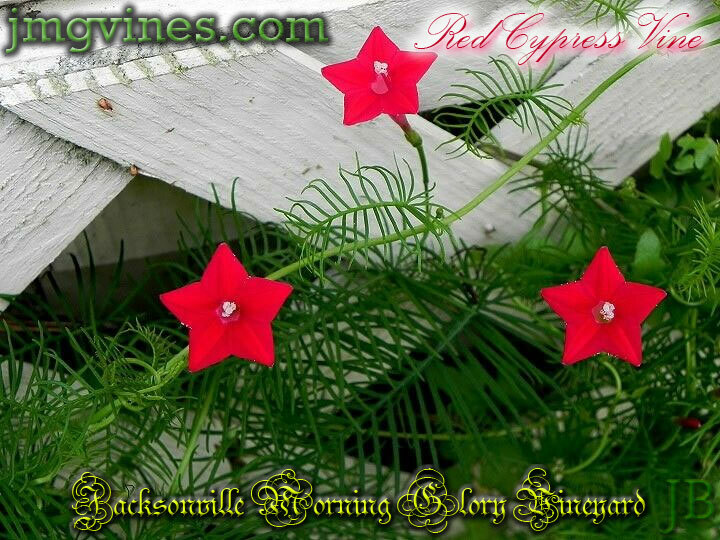 Red Cypress Vine Ipomoea Quamoclit 10 Qty