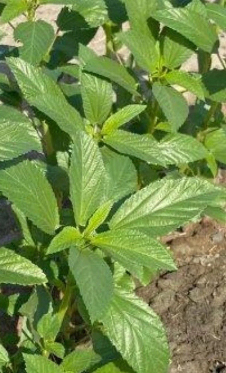 200+ Molokhia Seeds, Egyptian spinach – jute Seeds, heirloom Non-GMO USA