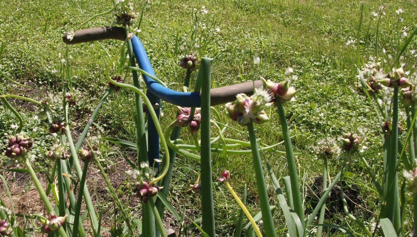 Egyptian Onions Catawissa Winter Walking Topset Spring Sets 12 Planters Jumbo