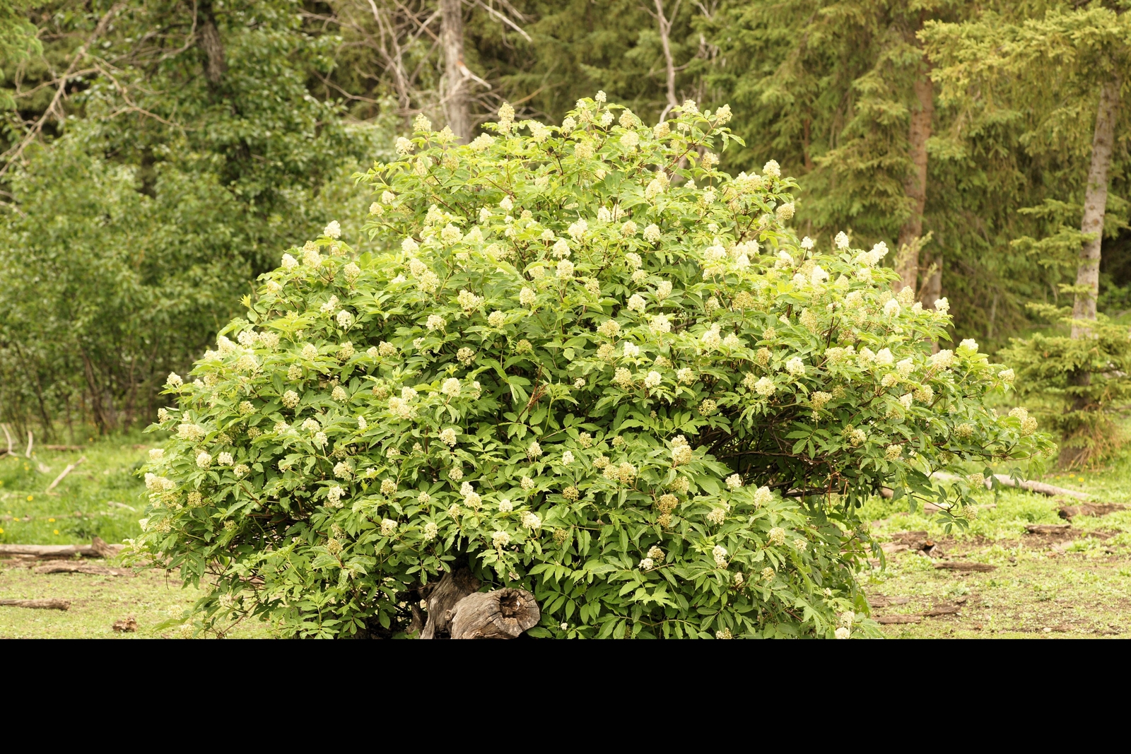 100 RED ELDERBERRY Sambucus Racemosa Mountain Elder Tree Shrub Fruit Berry Seeds