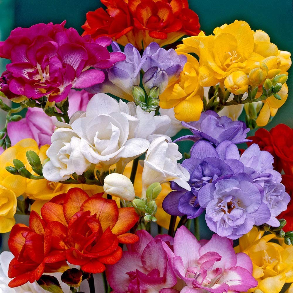 Freesia Mixed Colors Bulbs for Spring Planting – 10 Bulb Mix Pack – Large Hea…