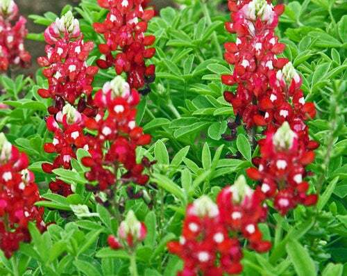 Lupinus texensis | Alamo Fire | Texas Bluebonnet ‘Texas Maroon’ | 5 Seeds