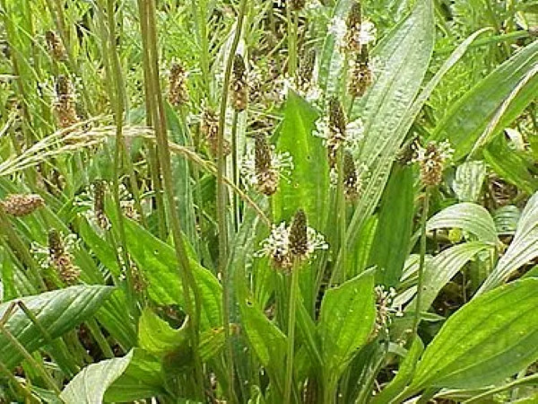 Narrow Leaf Plantain (Plantago Lanceolota) 100 Seeds 2025 Organic/NC Grown