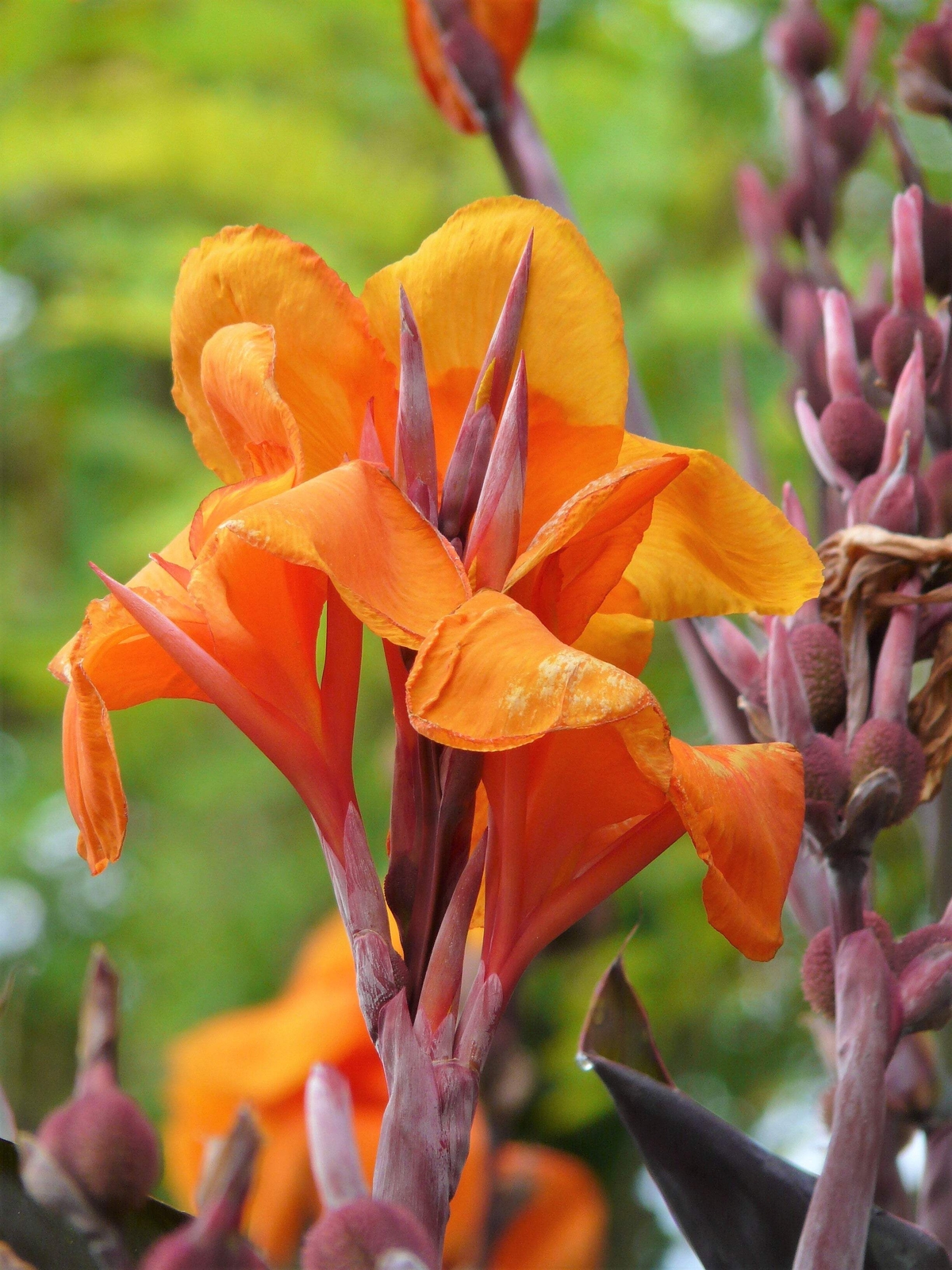 5 MIXED CANNA LILY Generalis Mix Colors Red Yellow Hummingbird Flower Seeds