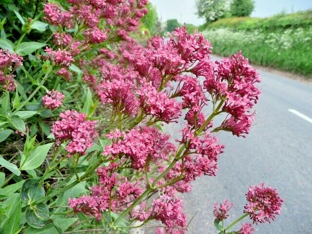 RED VALERIAN, 101 SEEDS, CENTRANTHUS RUBER, JUPITERS BEARD, EZ TO GROW