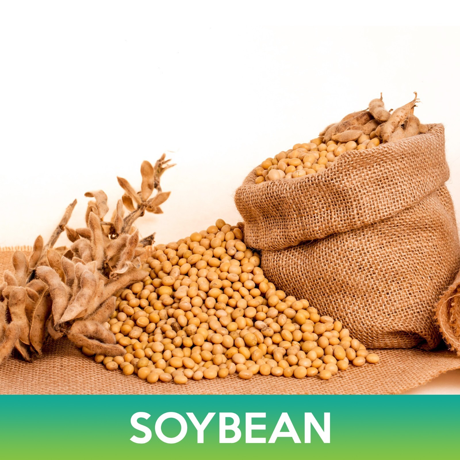 Soybean Seeds, Glycine max